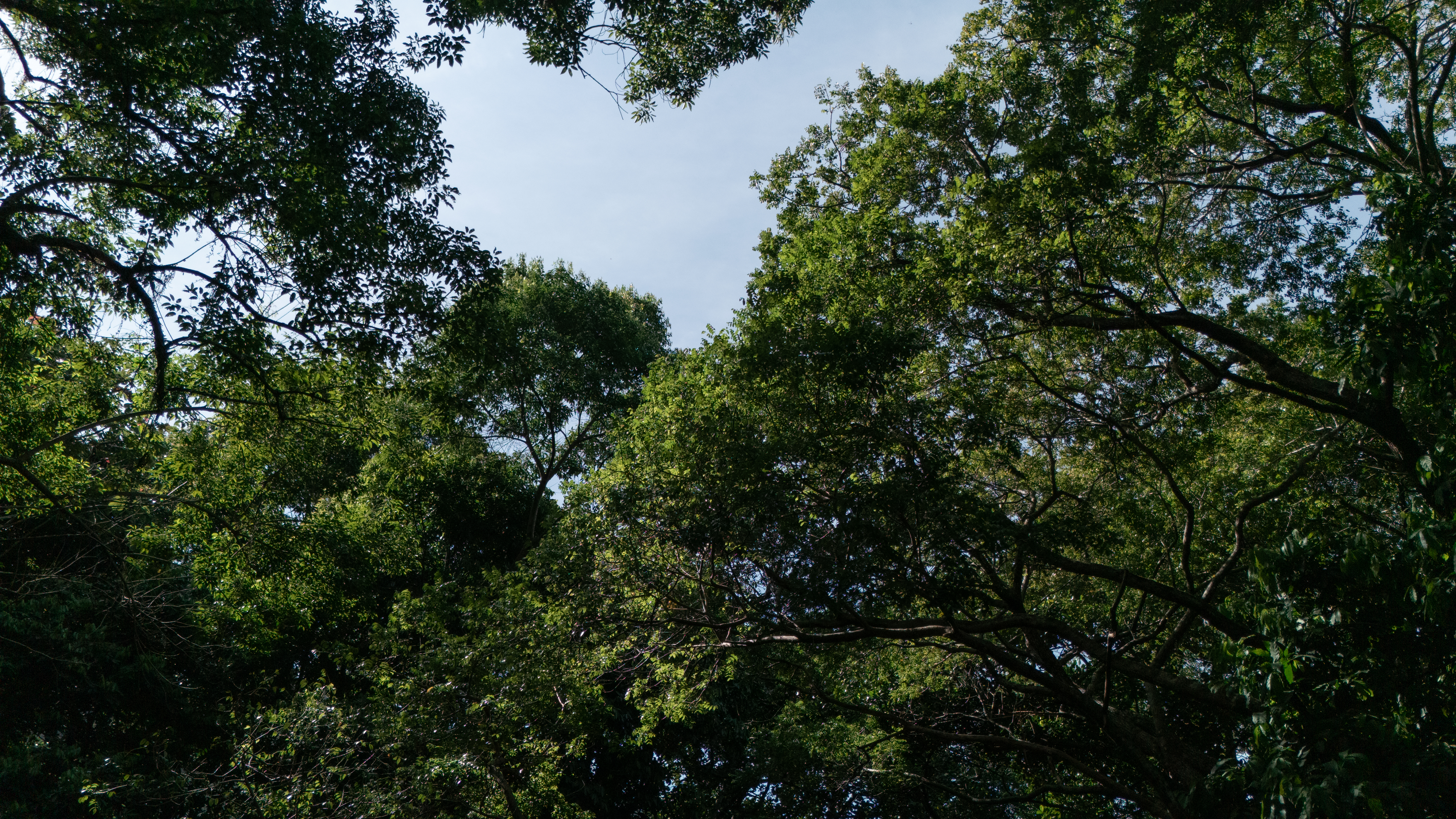 pool in green garden